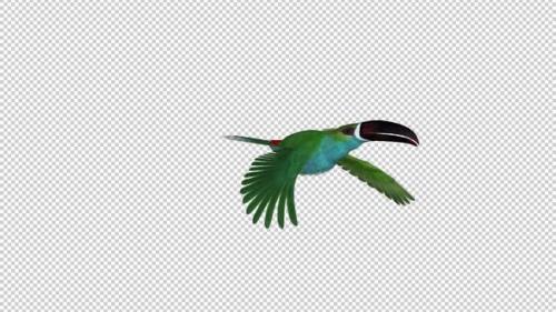 Videohive - Toucan - II - Green Aracari - Flying Transition 3 - Side View CU - 34947765 - 34947765