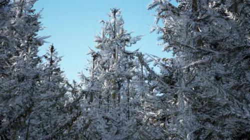 Videohive - Winter Calm Forest at Sunny Day - 34947771 - 34947771