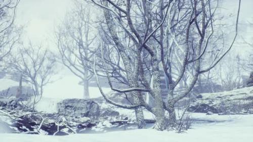 Videohive - Winter Deciduous Forest on a Foggy Morning - 34947773 - 34947773