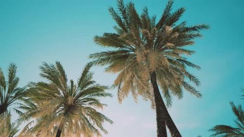 Videohive - View of the Palm Trees Passing By Under Blue Skies - 34948462 - 34948462