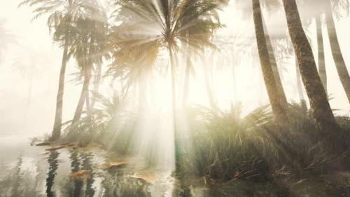 Videohive - Coconut Palms in Deep Morning Fog - 34948466 - 34948466