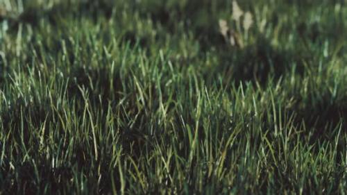 Videohive - Close Up of Fresh Thick Grass in the Early Morning - 34948532 - 34948532