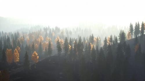 Videohive - Sunlight in Spruce Forest in the Fog on the Background of Mountains at Sunset - 34948587 - 34948587