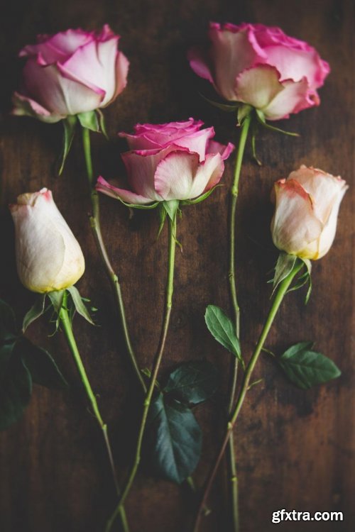  Still Life Photography: Creating A Beautiful Rose Flat lay Photo Using Natural Light