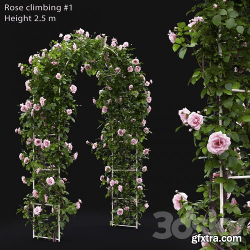 Climbing Rose # 1