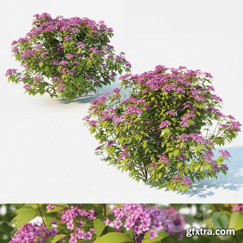 Spirea Japonica 2 sizes - Bush - 3D Models - 3DSKY