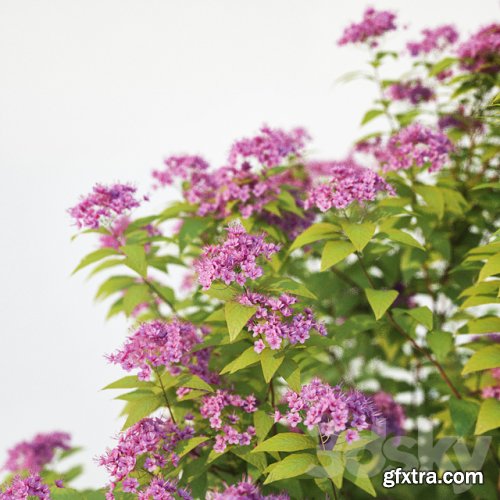 Spirea Japonica 2 sizes - Bush - 3D Models - 3DSKY