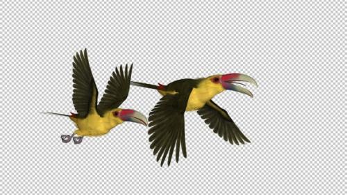 Videohive - Toucan - III - Saffron Aracari - Pair Flying Transition - Side View - 34993703 - 34993703