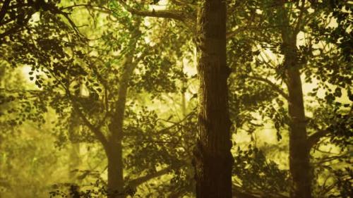 Videohive - Sunbeams Entering Forest on a Misty Autumnal Morning - 35006777 - 35006777