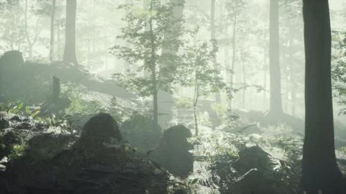 Videohive - Sunny Silhouetted Forest with Sunbeams Through Fog - 35006794 - 35006794