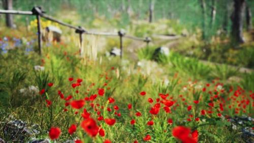 Videohive - Grass Field and Forest Trees - 35023988 - 35023988