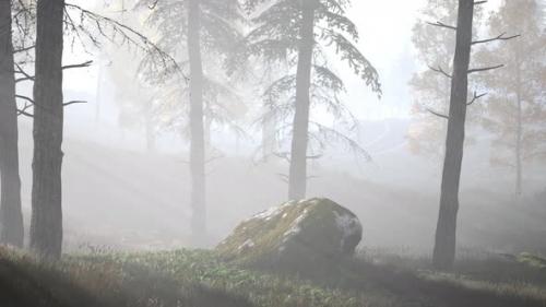 Videohive - Bright Early Morning Forest in Mountains - 35029942 - 35029942