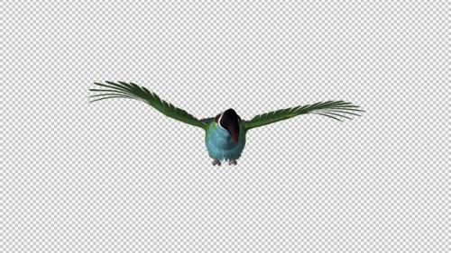 Videohive - Toucan - II - Green Aracari- Flying Loop - Front View - 34947766 - 34947766