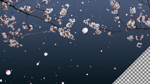 Videohive - White Cherry Blossom Tree with Falling Petals on Transparent Background - 34974313 - 34974313