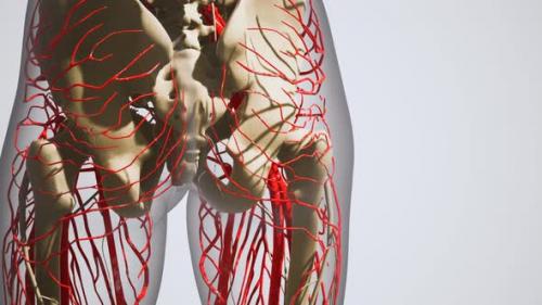 Videohive - Science Anatomy of Human Blood Vessels - 34992113 - 34992113