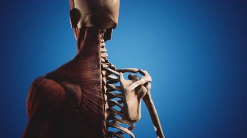 Videohive - Muscular and Skeletal System of Human Body - 35042075 - 35042075