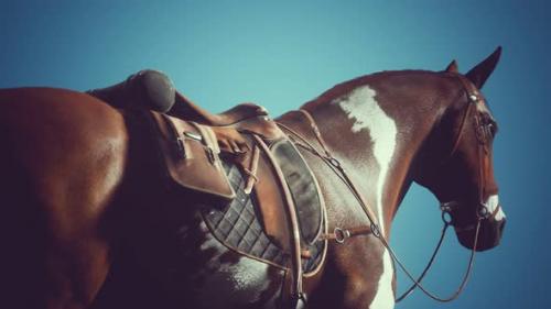 Videohive - Saddle with Stirrups on a Back of a Horse - 35042115 - 35042115