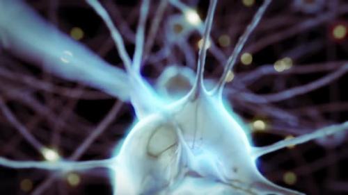 Videohive - 3d Animation of the Nerve Cells with Curve Axons in the Human Brain Structure - 35045427 - 35045427