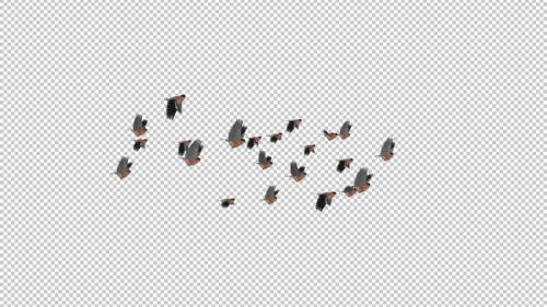 Videohive - Bullfinch Birds - Flock of 22 - Flying Transition - Alpha Channel - 35055488 - 35055488