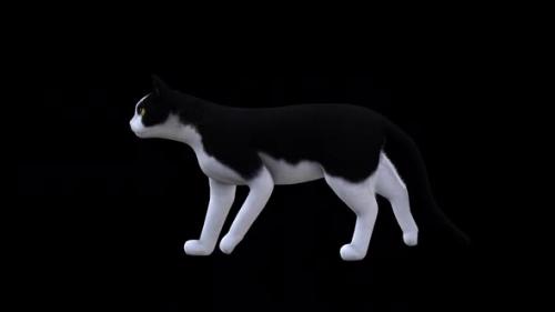 Videohive - Black and White Cat Walk Side View - 35056241 - 35056241