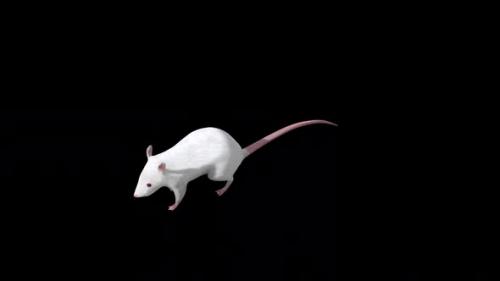 Videohive - White Rat Run Top Angle Front View - 35056243 - 35056243