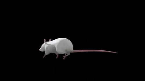 Videohive - White Rat Walk Back Side View - 35056258 - 35056258