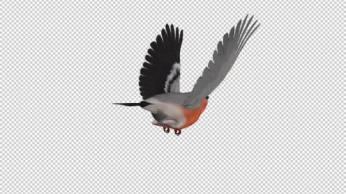 Videohive - Bullfinch Bird - Flying Loop - Back Angle - 35097933 - 35097933