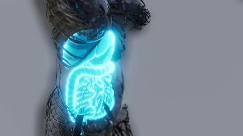 Videohive - Transparent Human Body with Visible Digestive System - 35143980 - 35143980