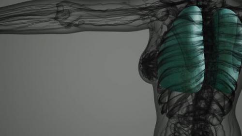 Videohive - Science Anatomy Scan of Human Lungs - 35143998 - 35143998