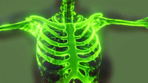 Videohive - Glow Skeletal Bones of Human - 35144012 - 35144012