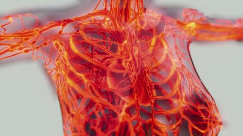 Videohive - Human Circulatory System Medical Scan - 35144033 - 35144033