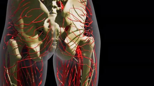 Videohive - Science Anatomy of Human Blood Vessels - 35144043 - 35144043