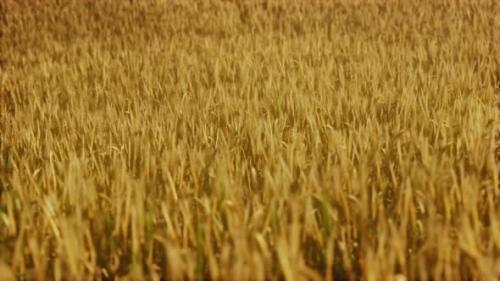 Videohive - the Field of Ripe Rye at Sunset - 35164964 - 35164964