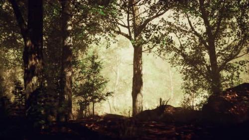 Videohive - Summer Fog in the Forest - 35165836 - 35165836