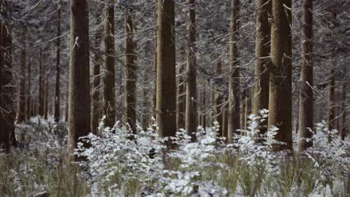 Videohive - Coniferous Forest Illuminated By the Winter Morning Sun - 35165156 - 35165156