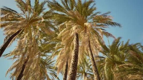 Videohive - Tropical Palm Trees From Below - 35165163 - 35165163