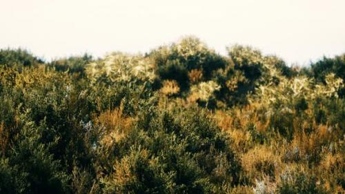 Videohive - Dried Grass Tufts on Moorland - 35165765 - 35165765