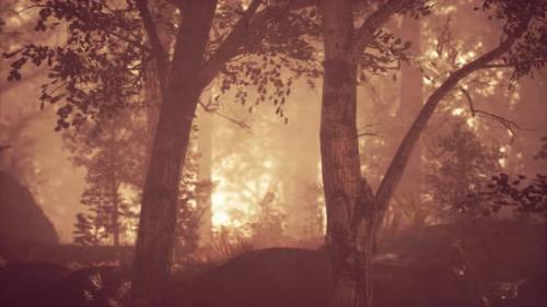 Videohive - Sun Beams Pour Through Trees in Foggy Forest - 35165814 - 35165814