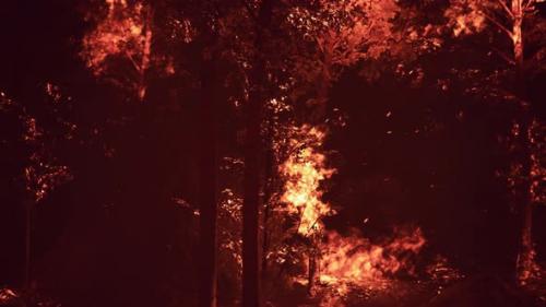 Videohive - Large Flames of Forest Fire - 35167022 - 35167022