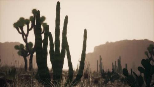 Videohive - Sunlight Ray Shooting Across the Desert Sky at Sunset - 35250893 - 35250893