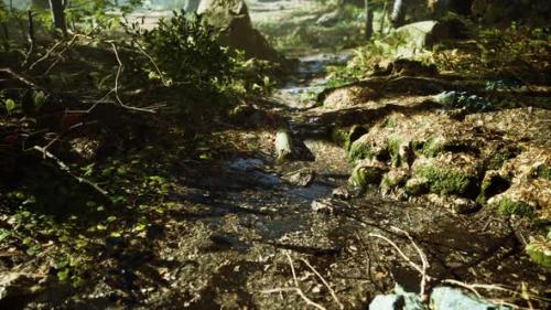 Videohive - Small Creek Runs Through a Wide Valley Full of Fallen Leaves - 35266227 - 35266227