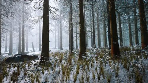 Videohive - Winter White Frozen Forest in Snow - 35266314 - 35266314