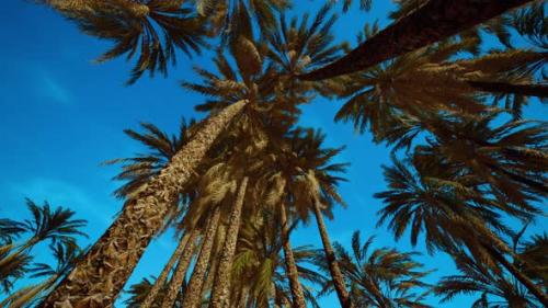 Videohive - Tropical Palm Trees From Below - 35266320 - 35266320