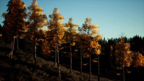 Videohive - Mountain Autumn Landscape with Yellow Forest - 35266343 - 35266343