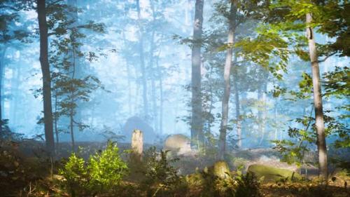 Videohive - Panorama of Green Forest at Cold Foggy Morning - 35266488 - 35266488