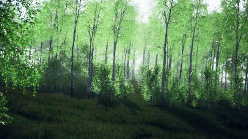 Videohive - Summer July View of Birch Grove in Sunlight - 35266686 - 35266686