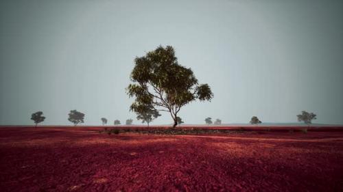 Videohive - Dry African Savannah with Trees - 35266760 - 35266760