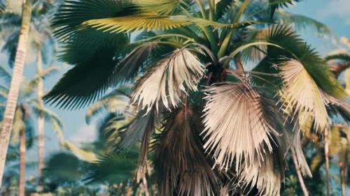 Videohive - Tropical Palms and Plants at Sunny Day - 35252591 - 35252591