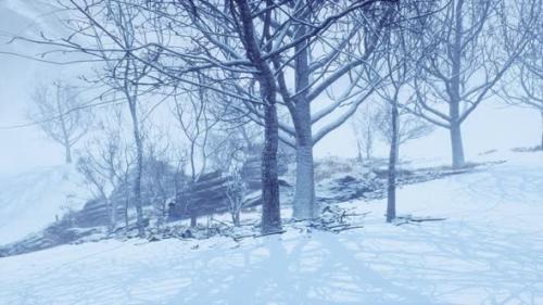 Videohive - Winter Deciduous Forest on a Foggy Morning - 35252625 - 35252625