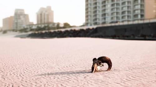 Videohive - Closeup of a Skull Laying on the Wet Sand - 35252637 - 35252637